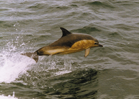 Dolphin from Sheerwater